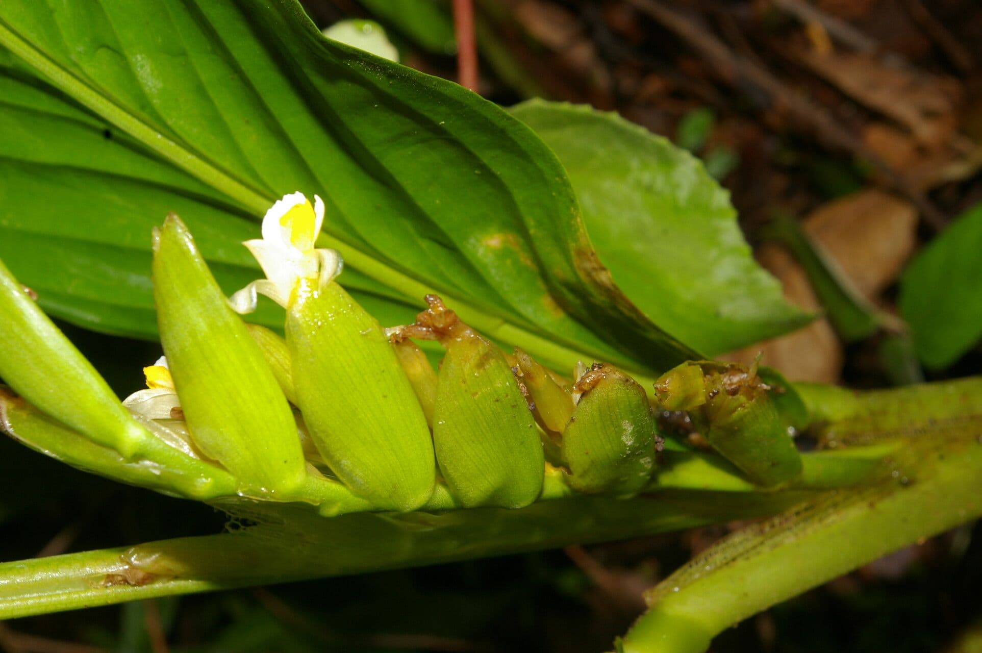 Hylaeanthe 4