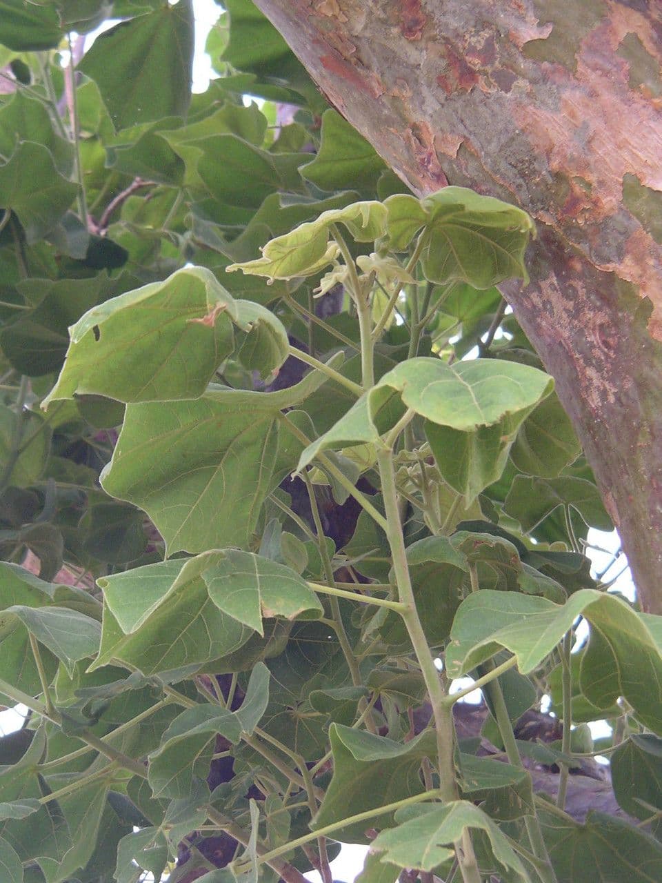 Sterculia 4