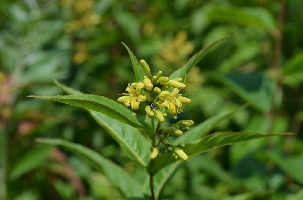 Busch-Honeysuckle 5