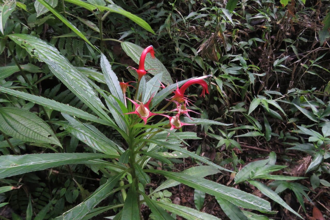 Lobelia 5