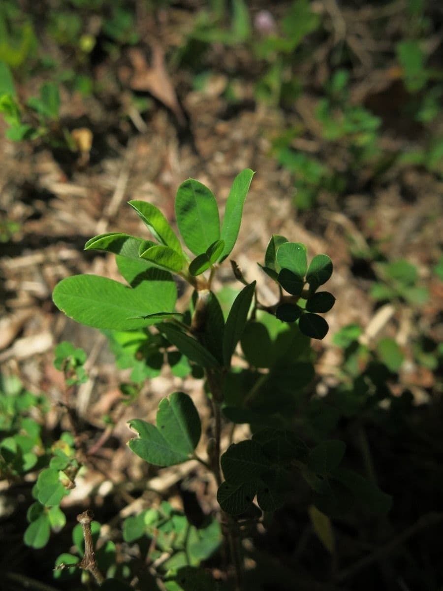 Kummerowia striata 6