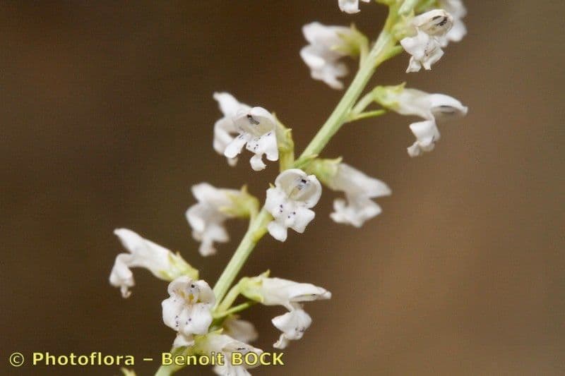 Anarrhinum 16