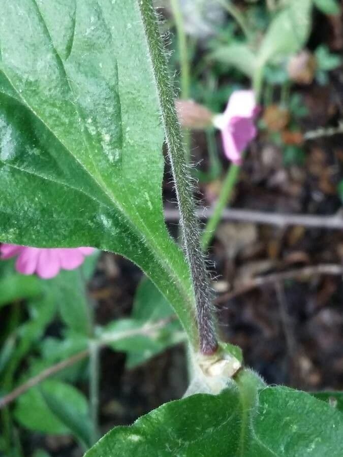 Silene dioica 21