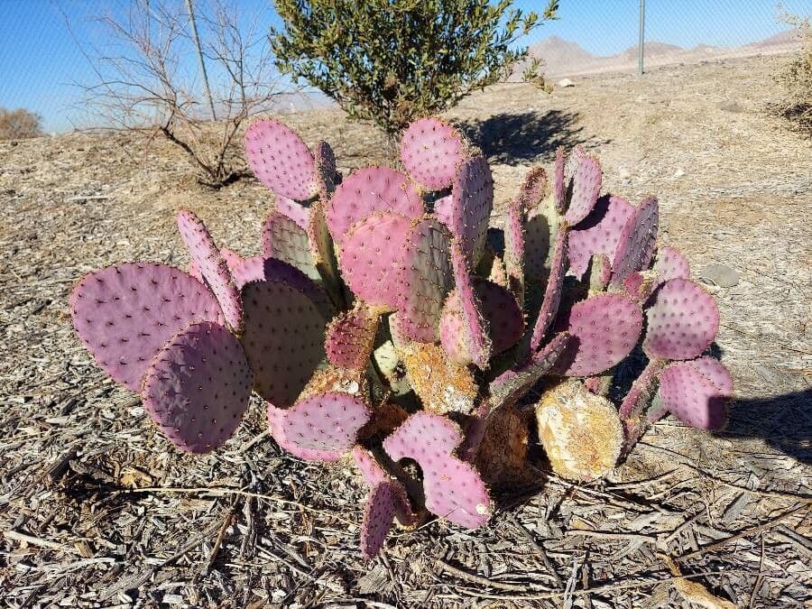 Opuntia macrocentra 17