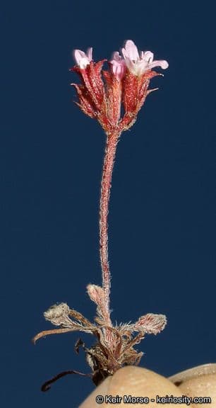 Chorizanthe staticoides 3