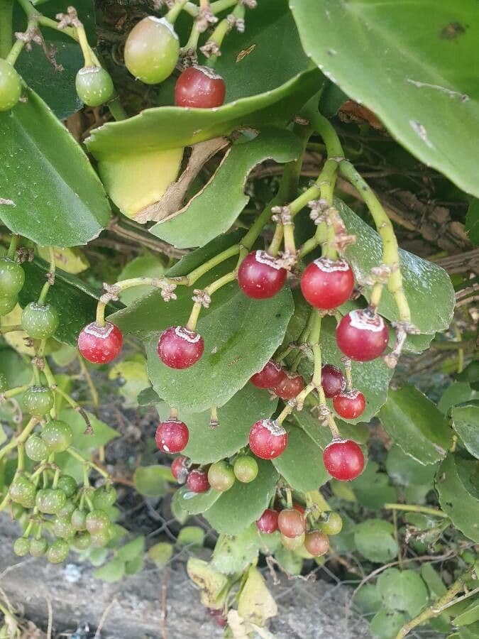 Cissus 4