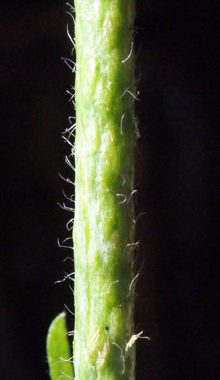Malva moscata 24