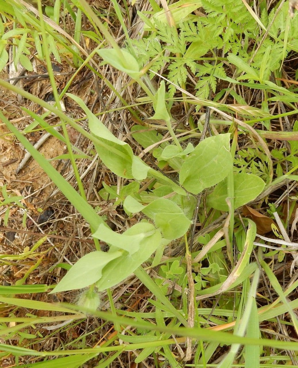 Amblolepis štětinatá 9
