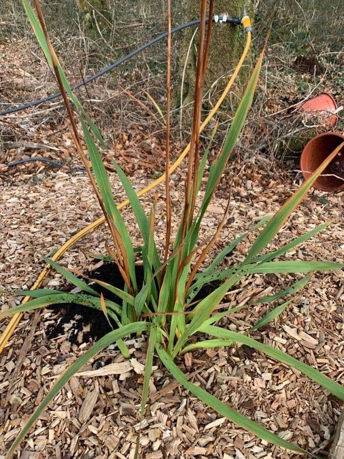 Watsonia meriana 8
