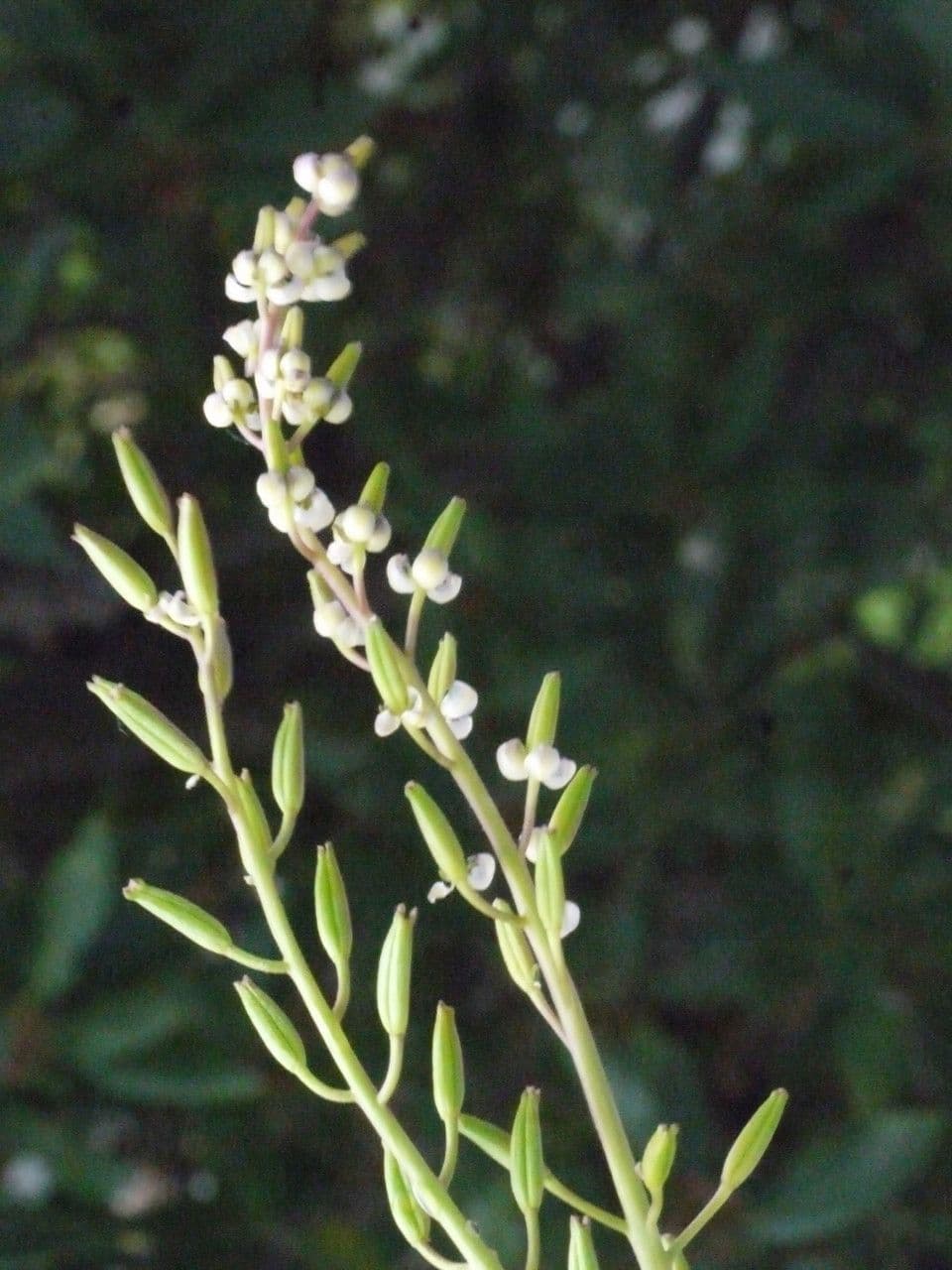 Triglochina bulbosa 12