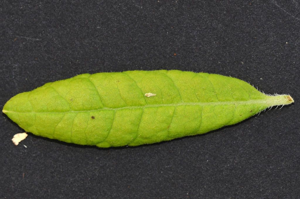 Azalea precoce 21