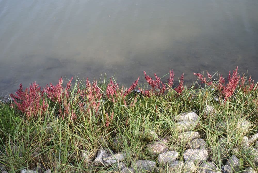 Suaeda marittima 11