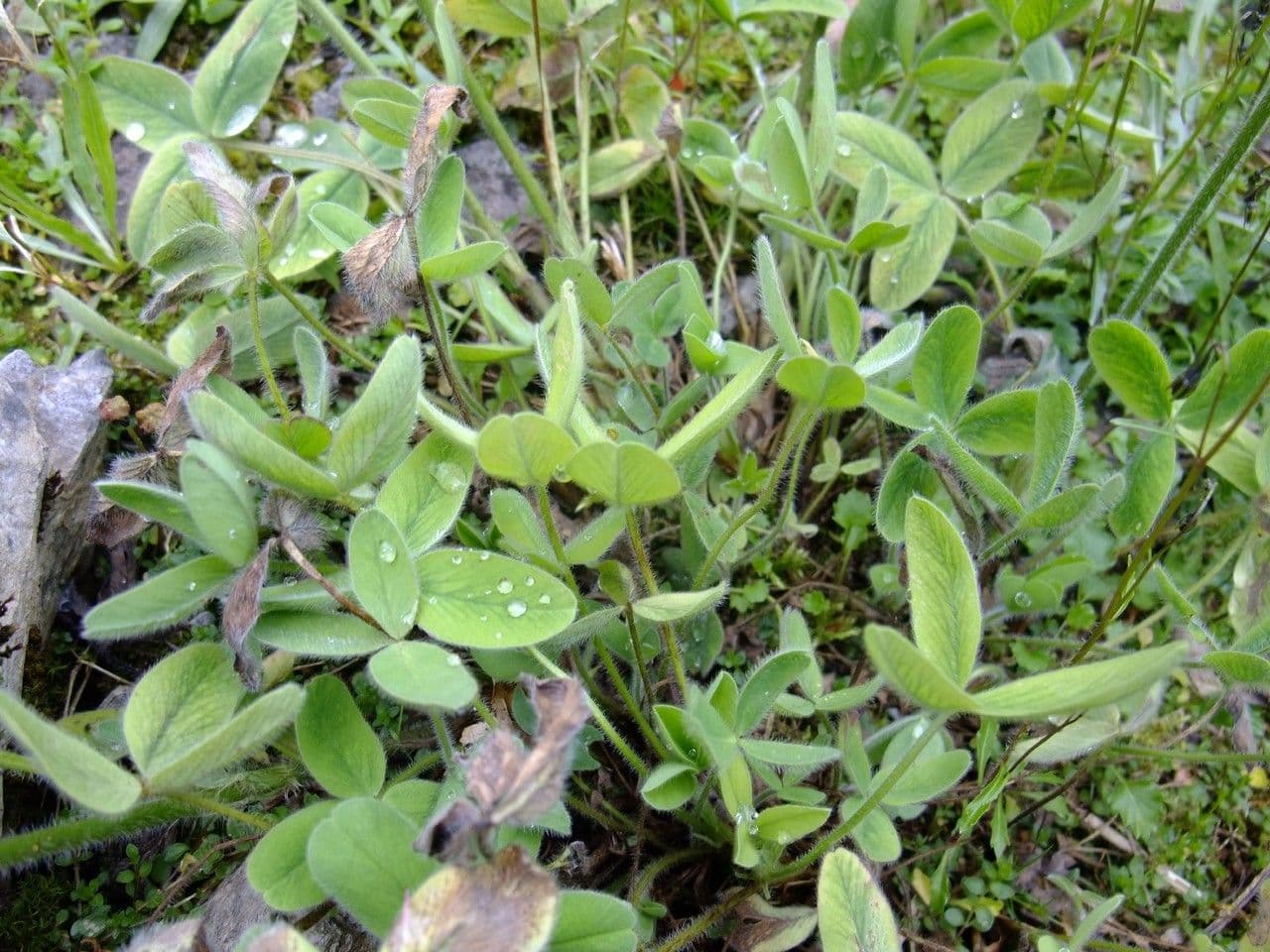 Trifoglio 7