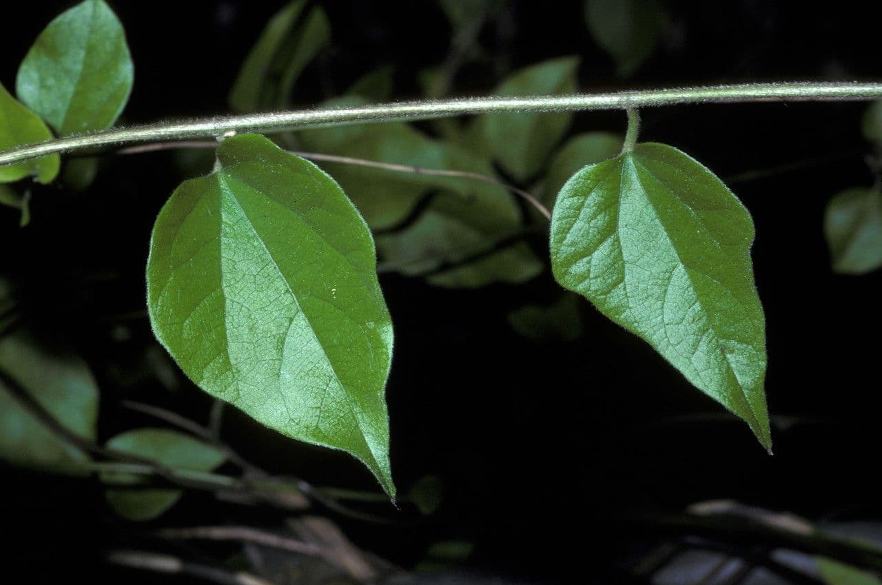 Cocculus orbiculatus 12