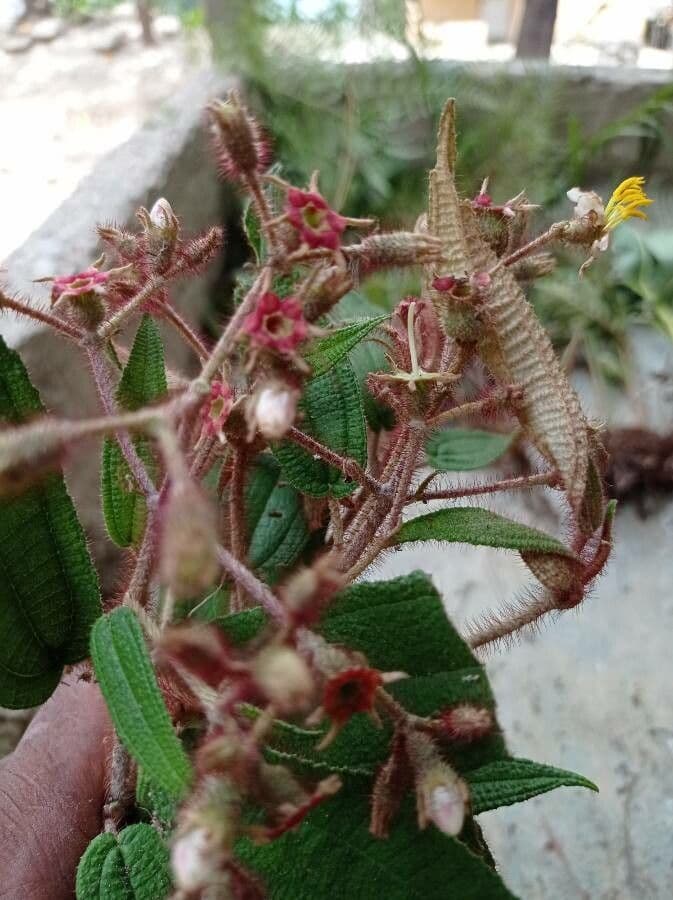 Miconia 8