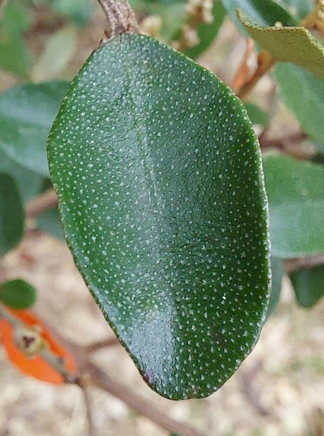 Croton 20