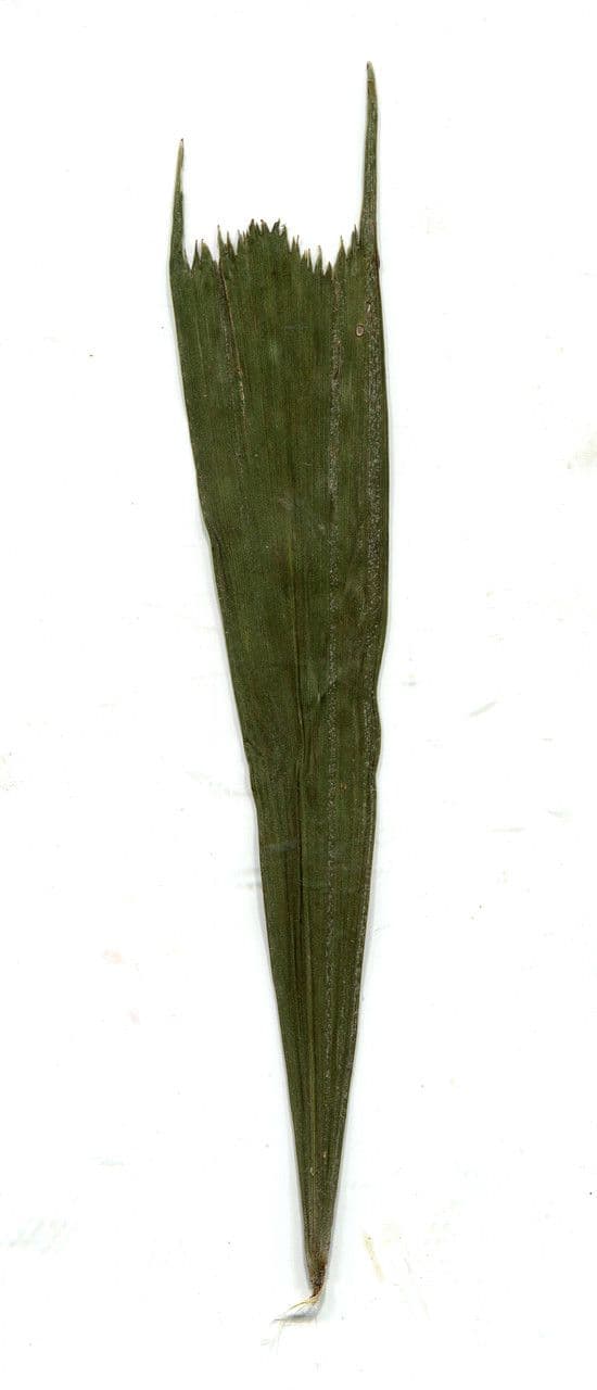 Palmier queue de poisson 29