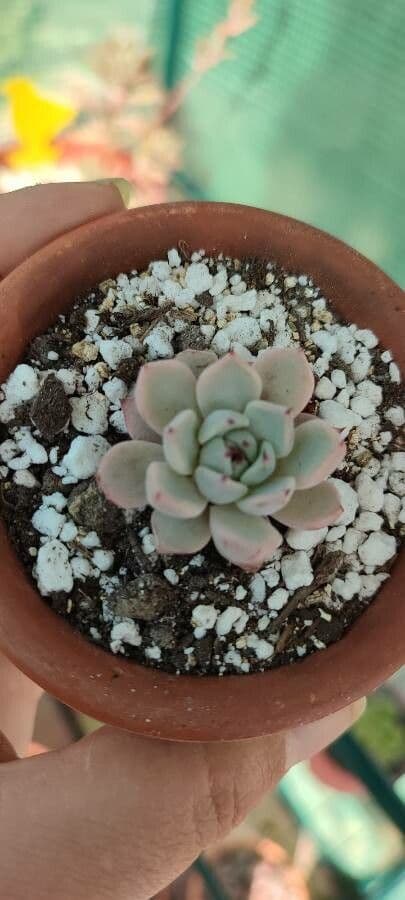 Echeveria di Chihuahua 5