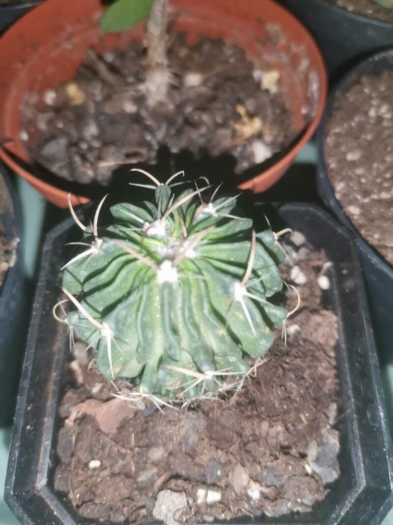 Cactus cervello 11