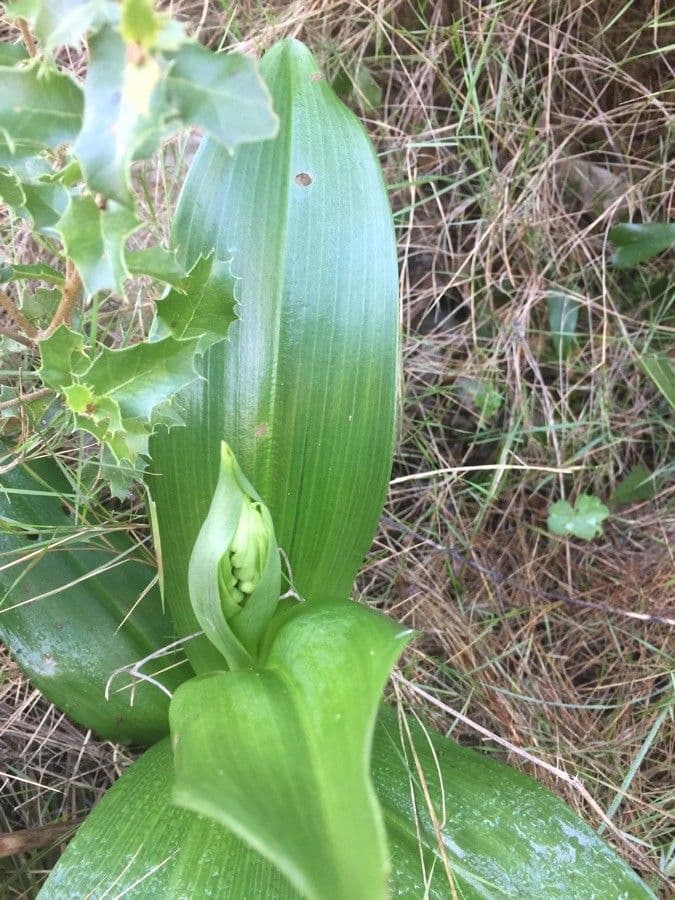Orchis géant 19