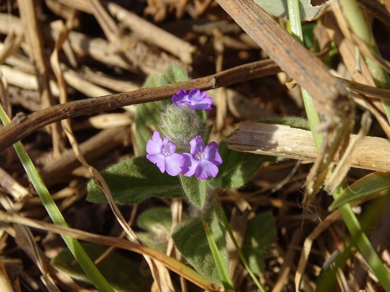 Nelsonia canescens 10