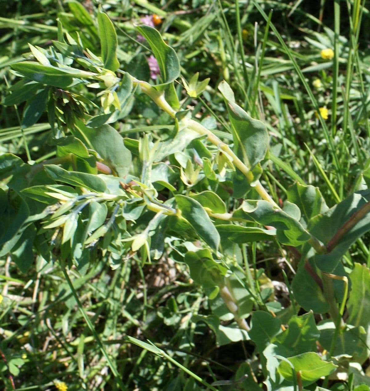 Cerinthe minor 13