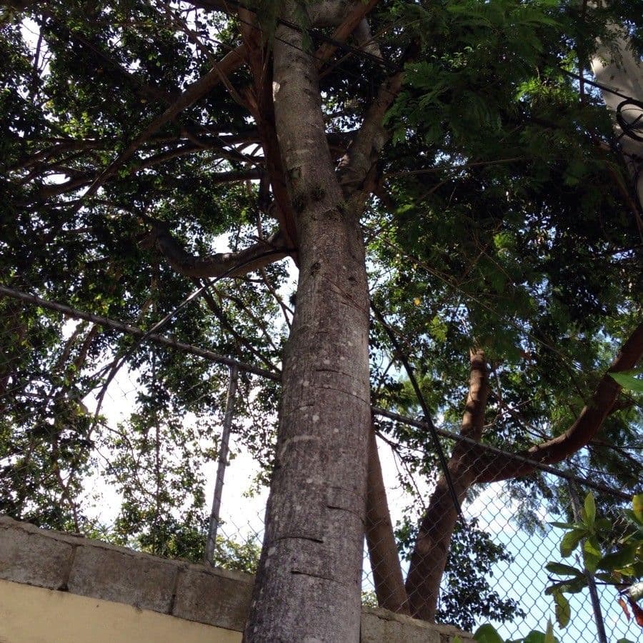 Leucaena 24