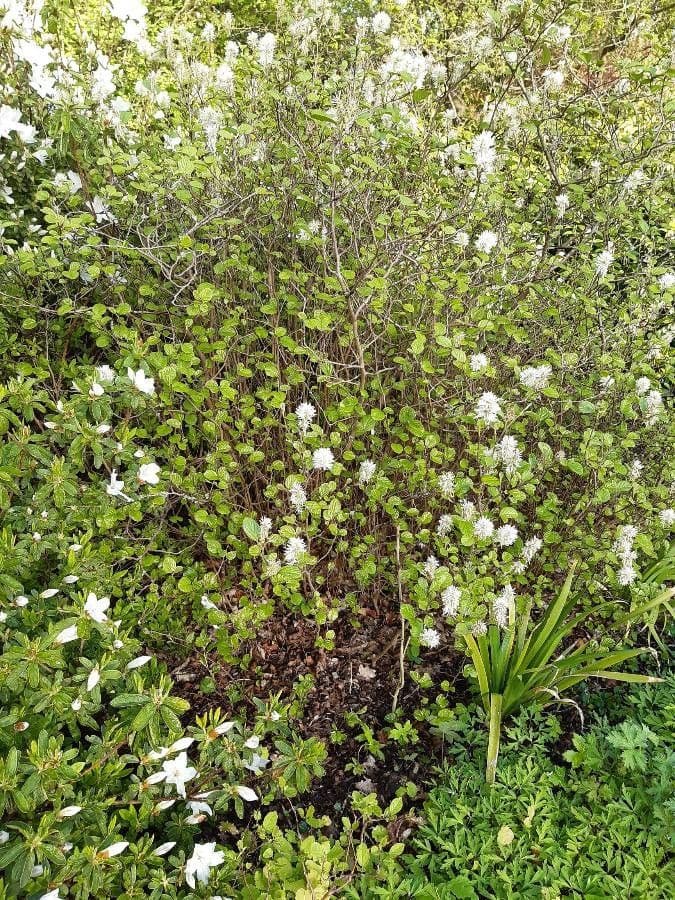 Fothergilla di Garden 14
