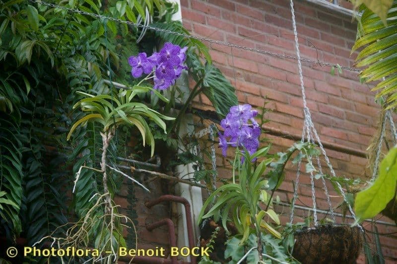 Vanda 9
