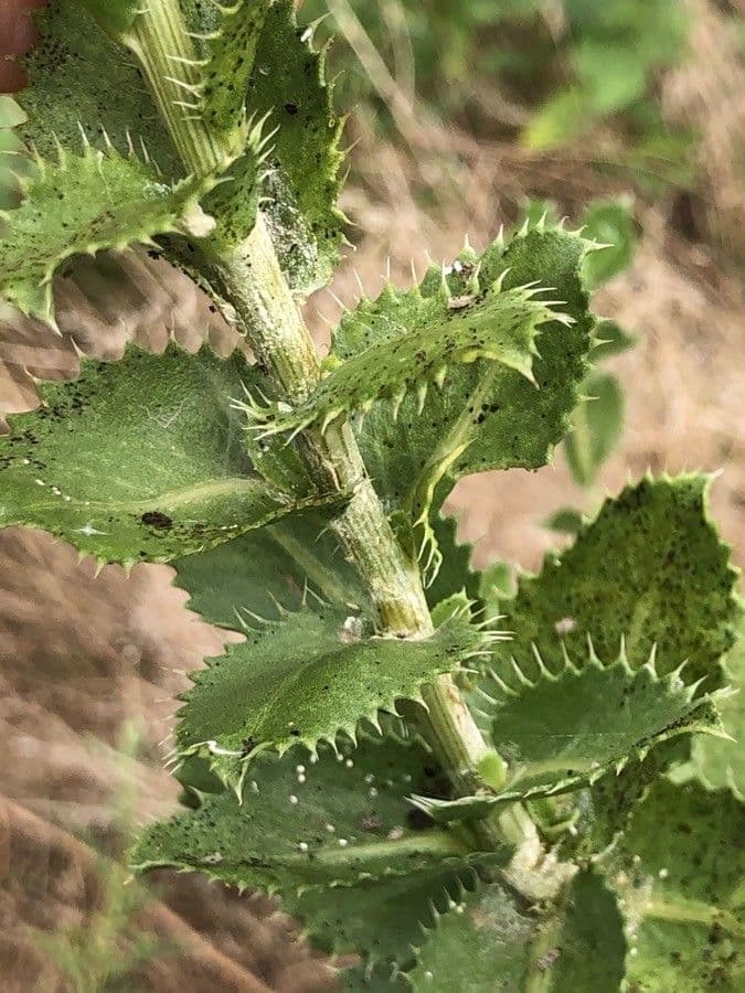 Grindelia 15