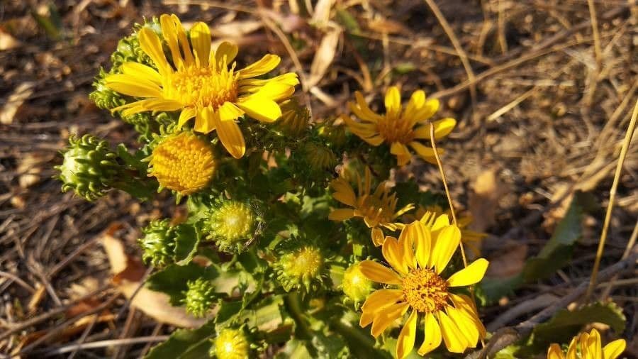 Grindelia 4