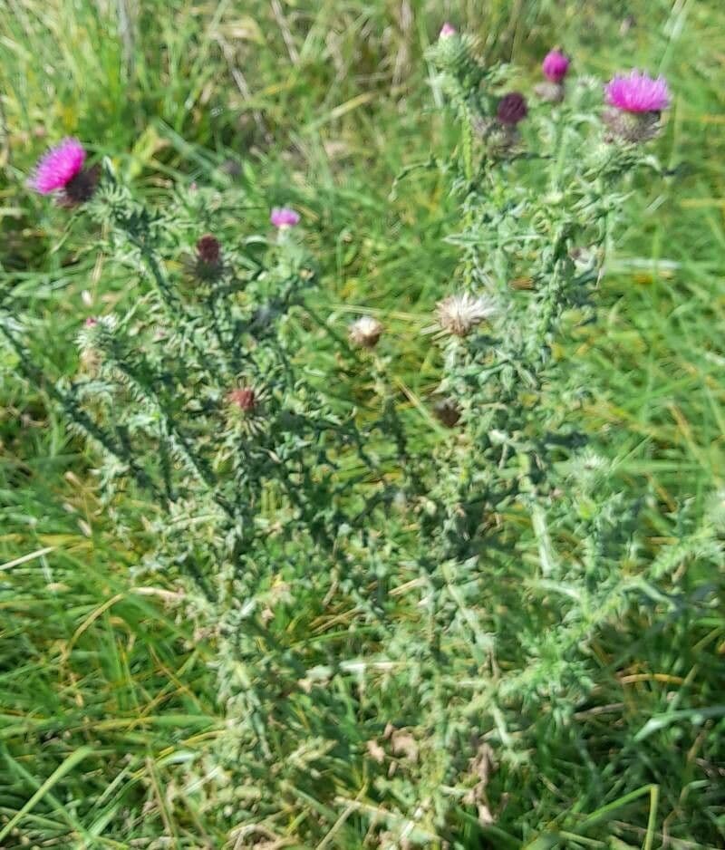 Weg-Distel 13