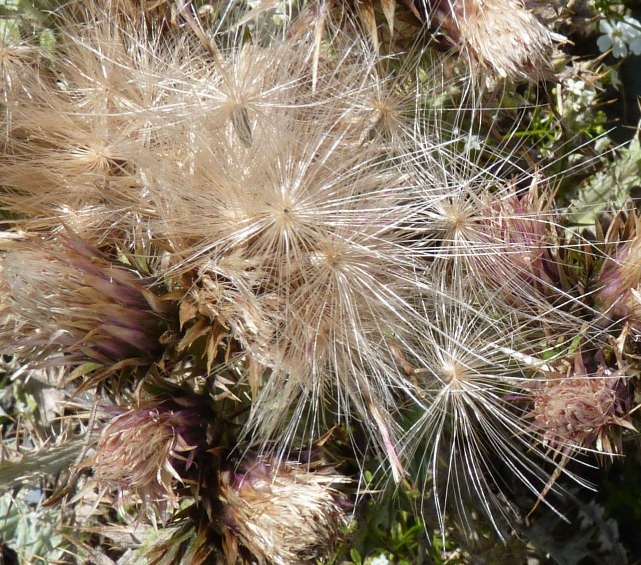 Pyrenäen-Distel