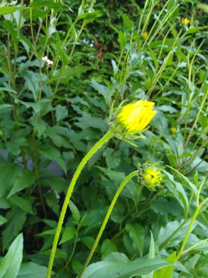 Topinambur 26