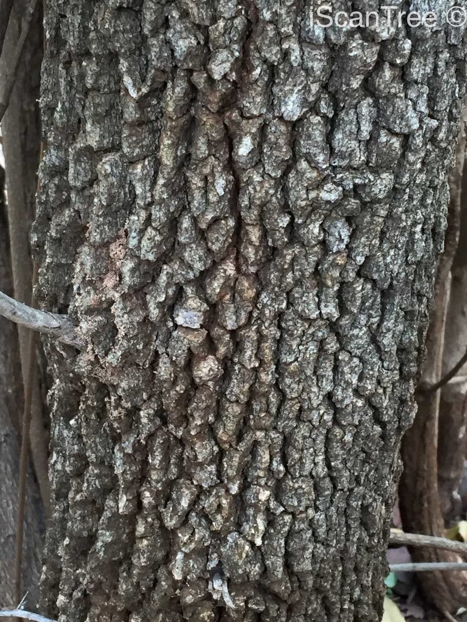 Gymnosporia 23