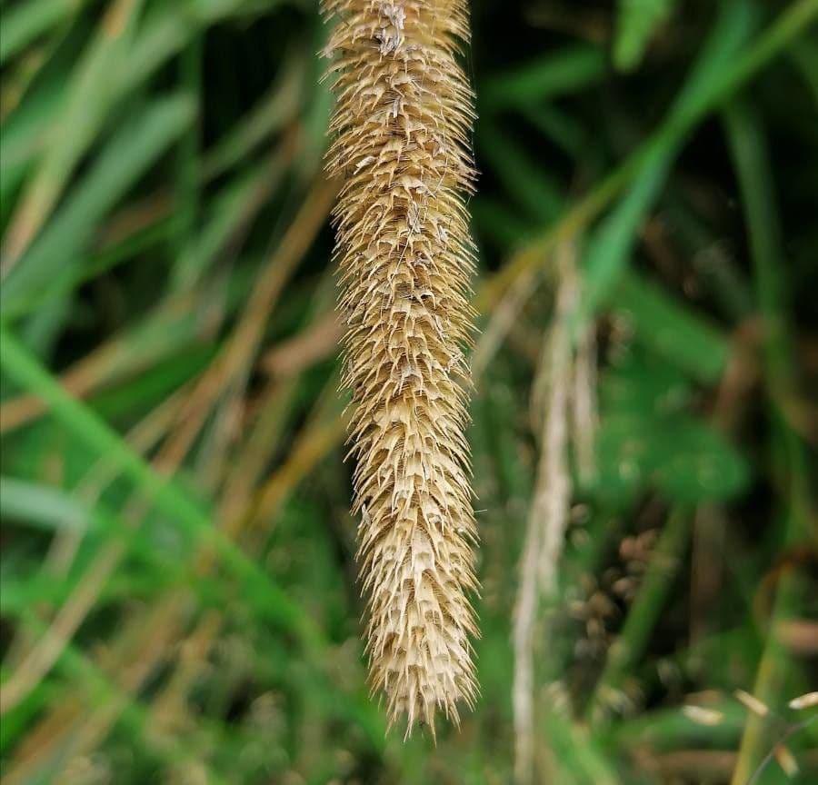 Codolina 8