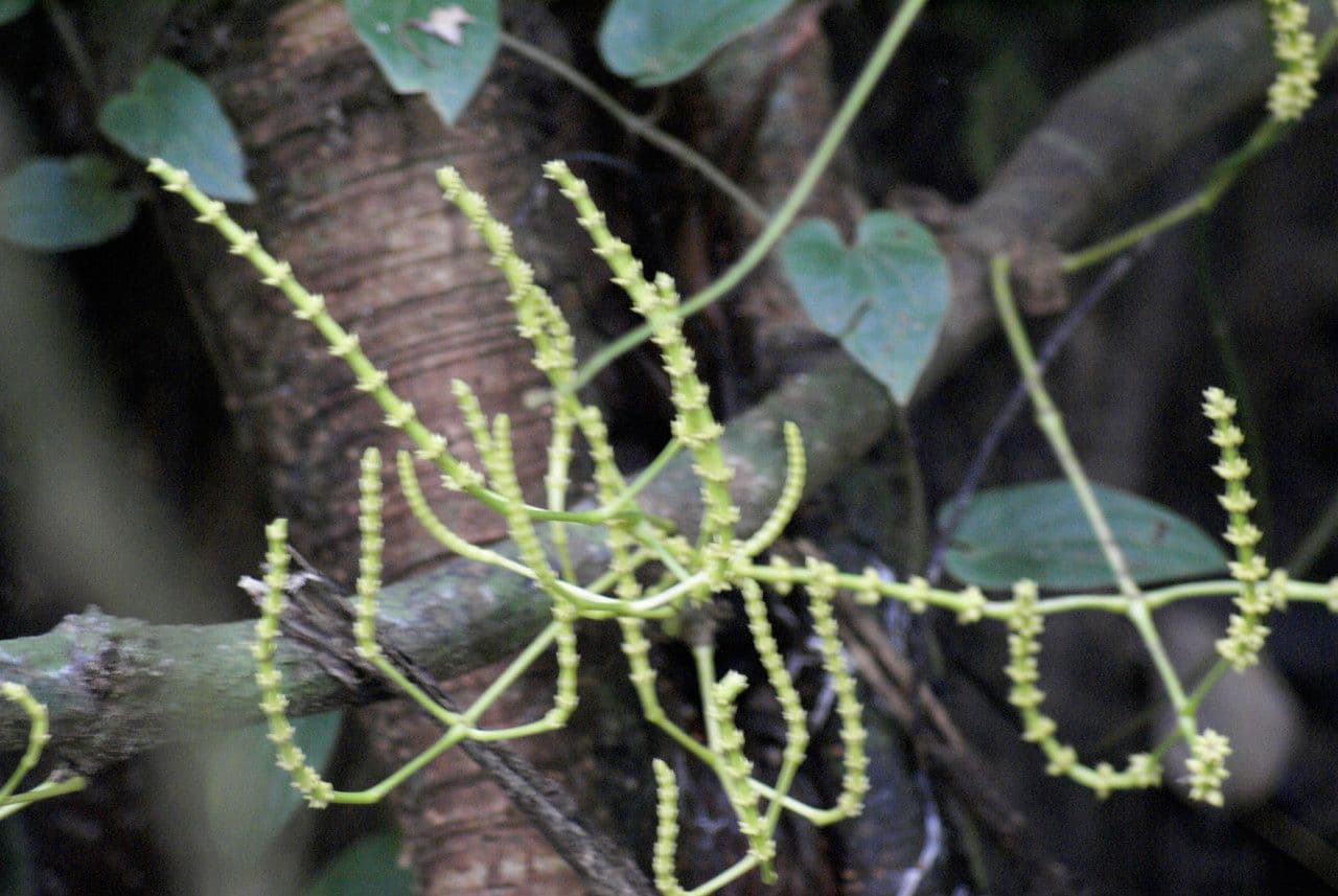 Gnetum gnemon 8