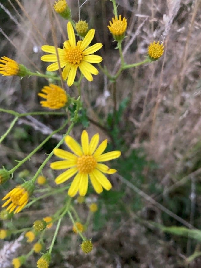 Senecione erratico 8