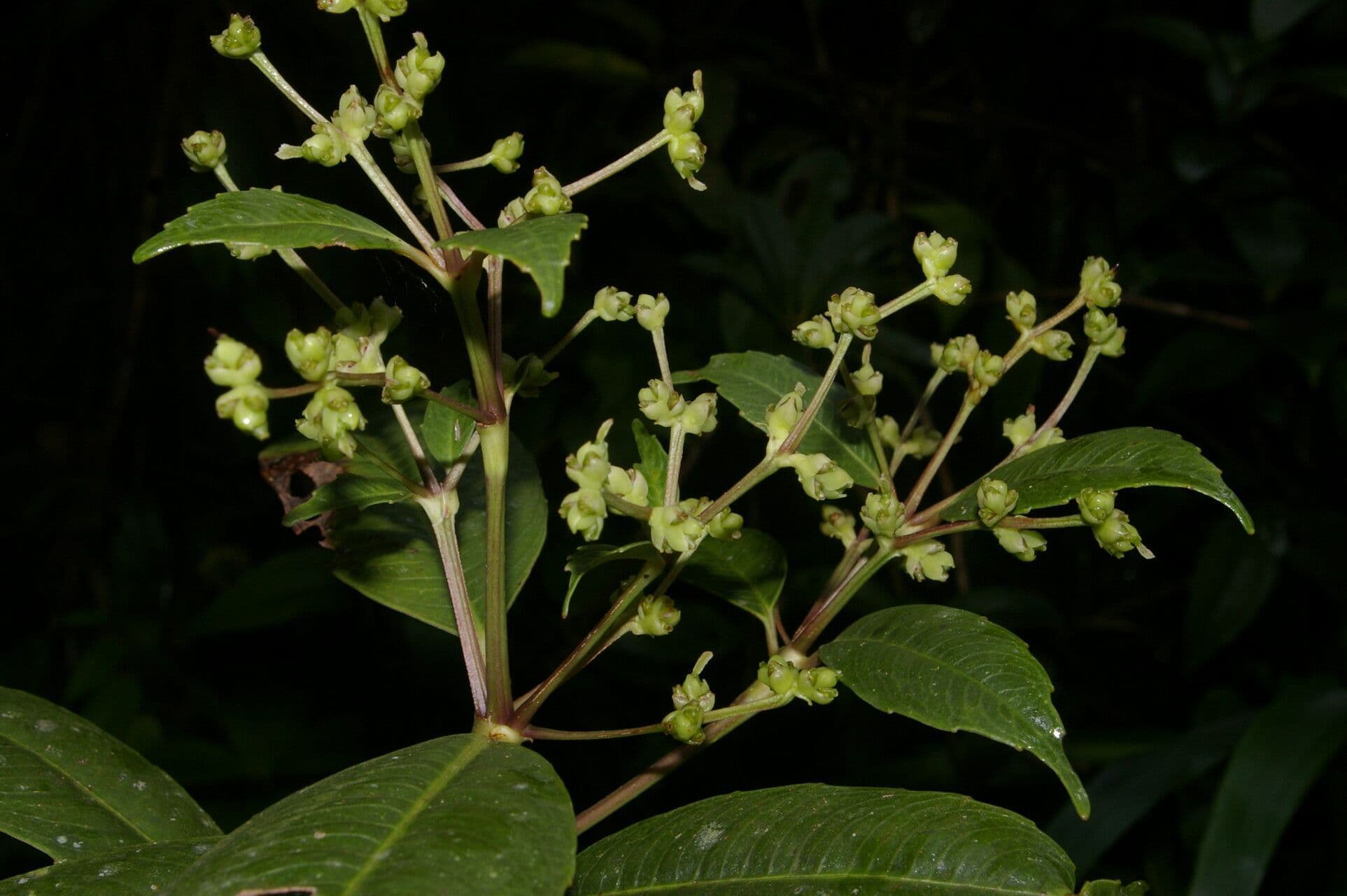 Hedyosmum 4