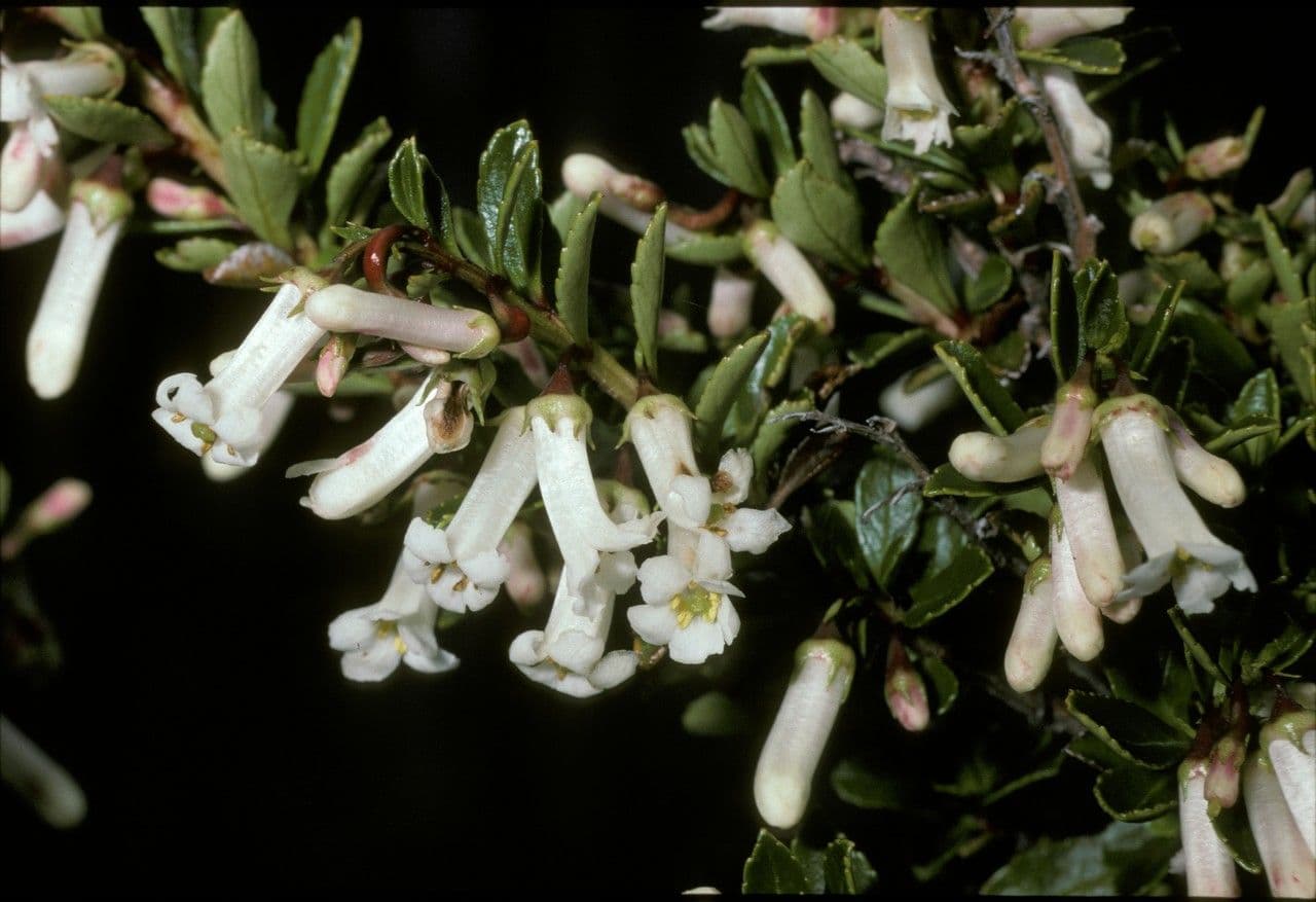 Escallonia