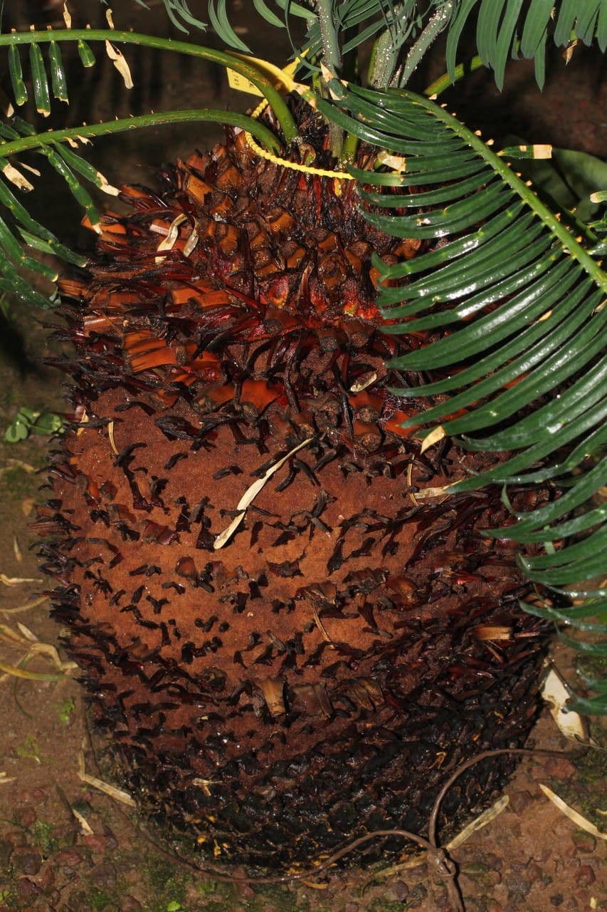 Cycad 2