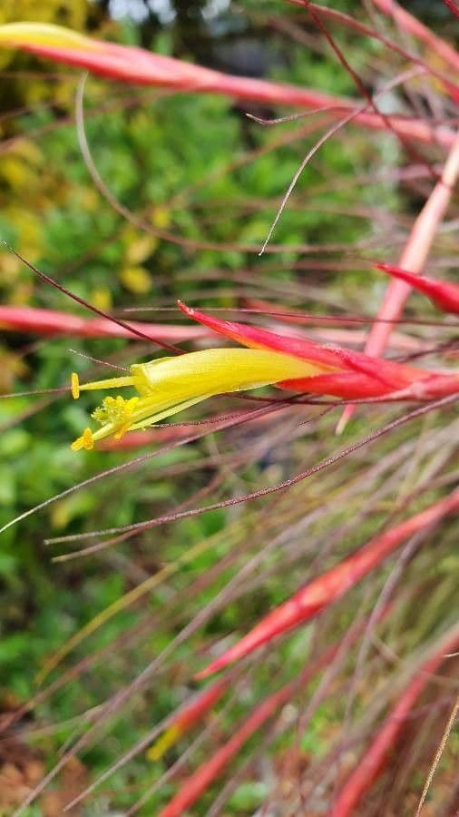 Tillandsia 3