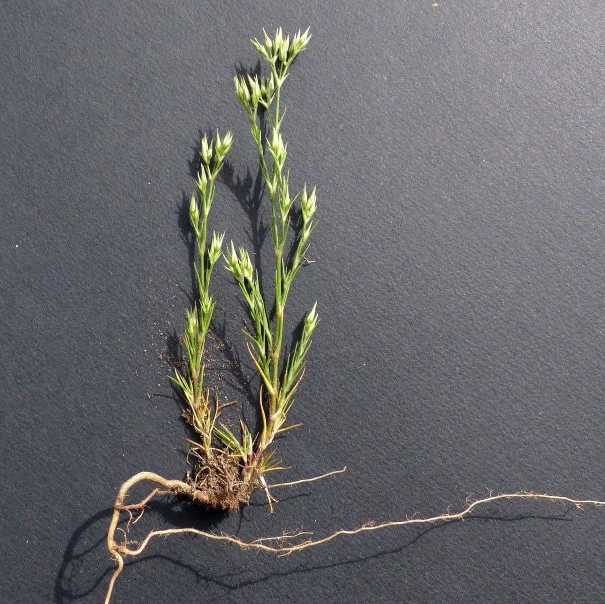 Minuartia mucronata 11