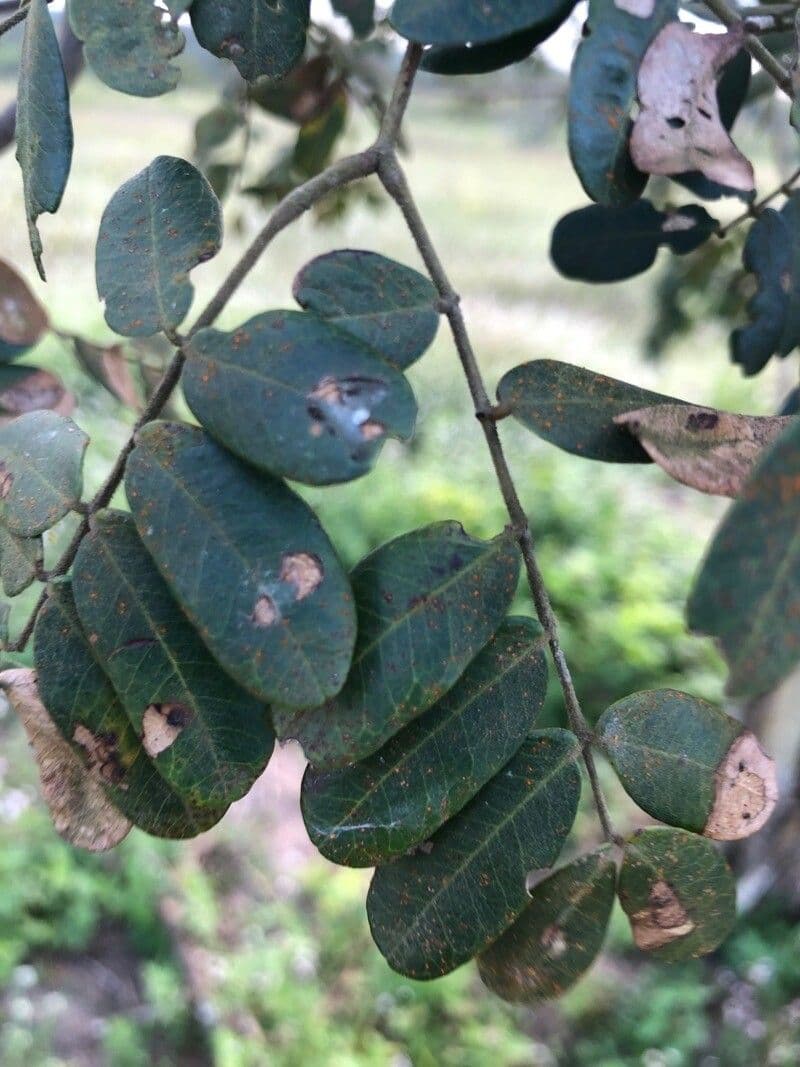 Machaerium biovulatum 15