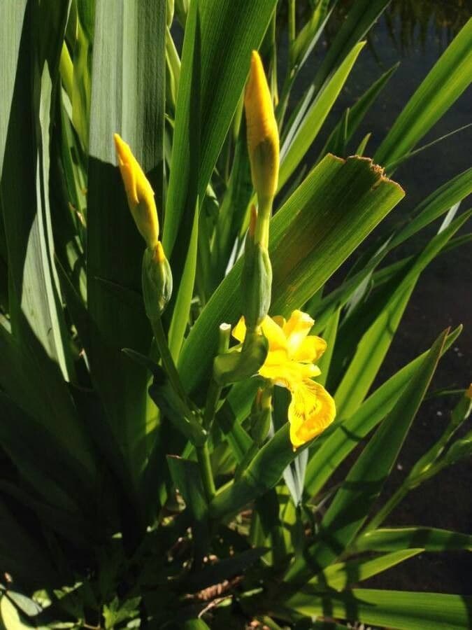 Sumpf-Schwertlilie 7