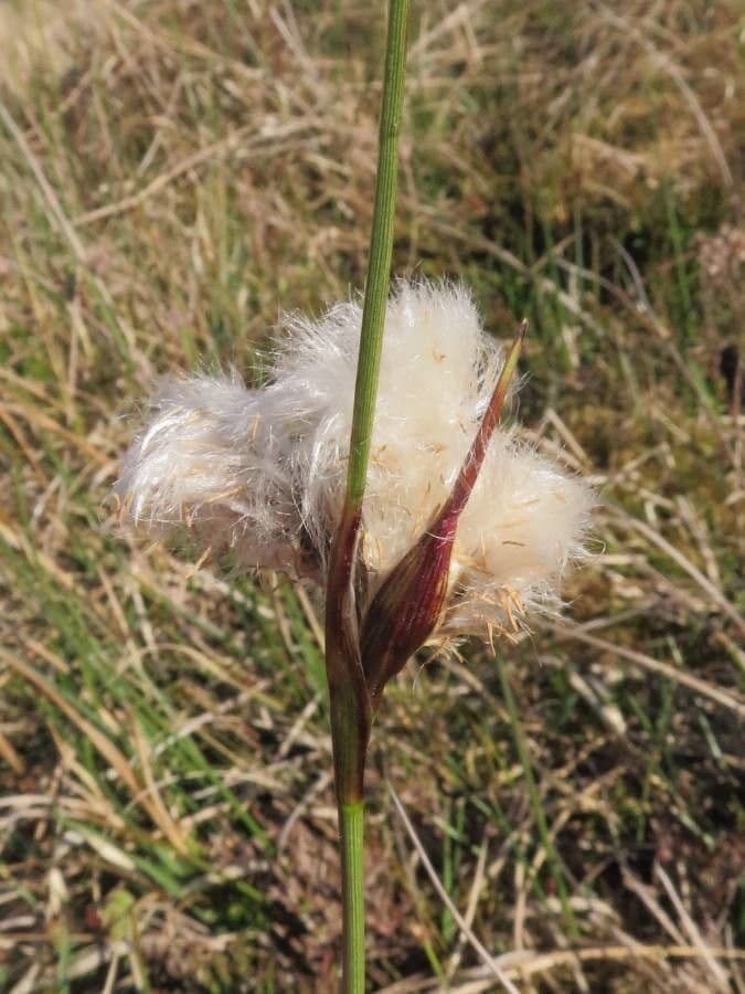 Schmalblättriges Wollgras 5