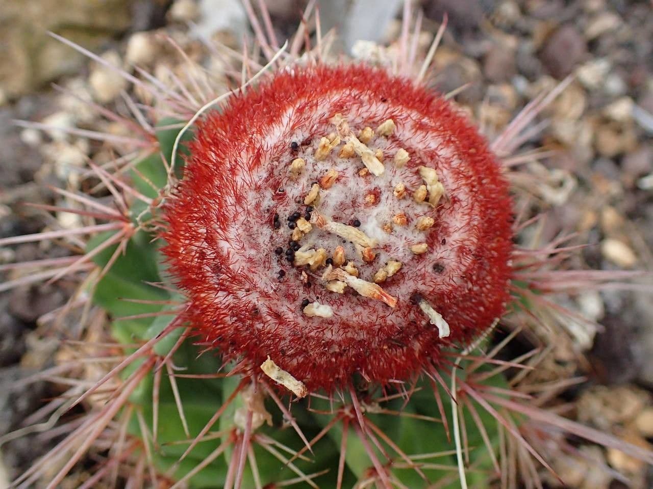 Melocactus