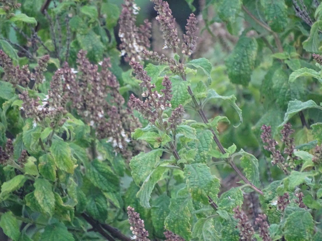 Basilico indiano 14