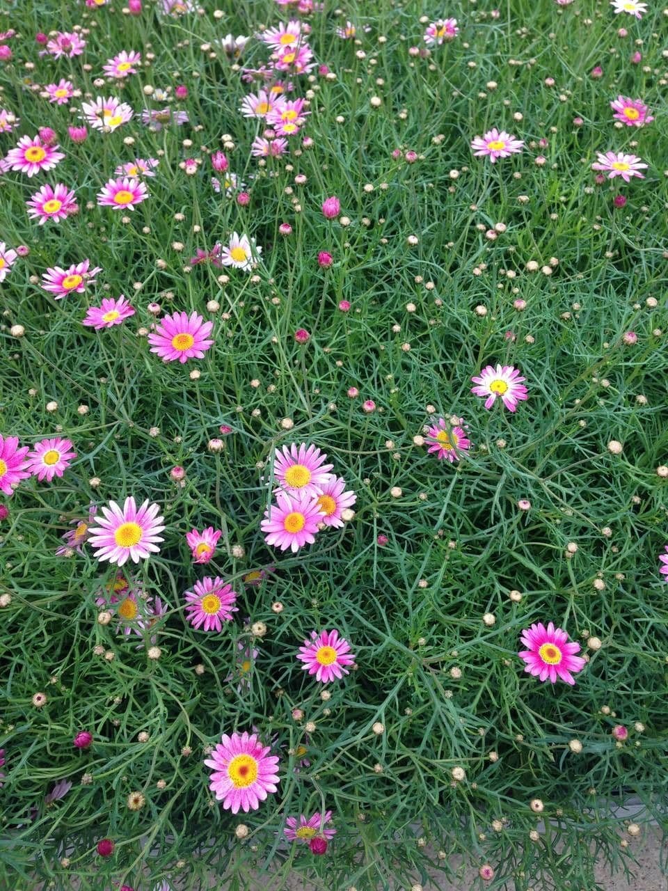 Argyranthemum 8