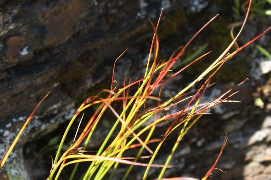 Kobresia myosuroides